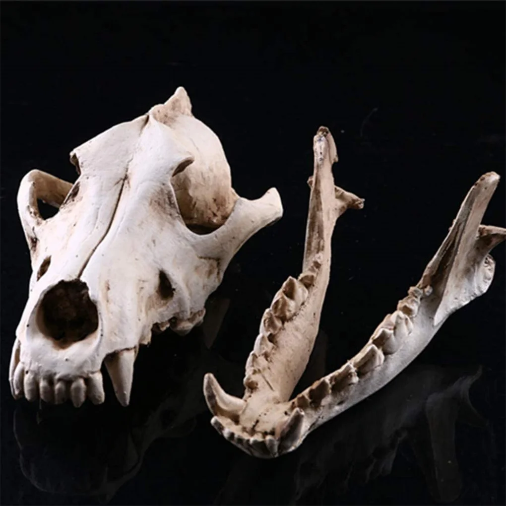 Resin Wolf Skull Decoration Wolf Skull Model Statues Process Film Props Collection Handicrafts Home Garden Desk Ornament