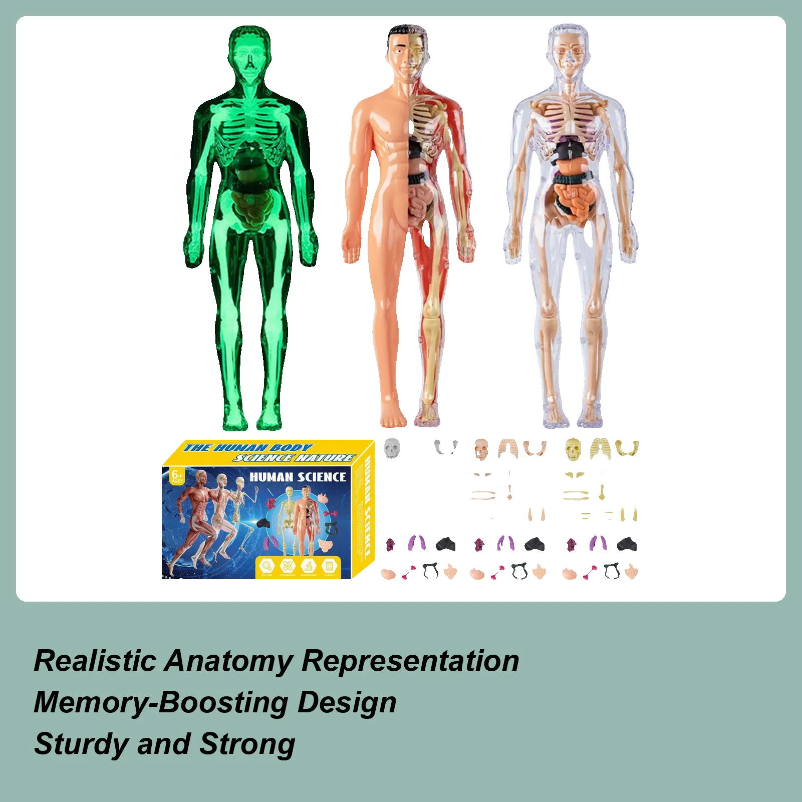 

Анатомическая модель человека для детей, 3D модели структуры человеческого тела, анатомическая сборка, развивающие игрушки для учащихся, домашнее обучение