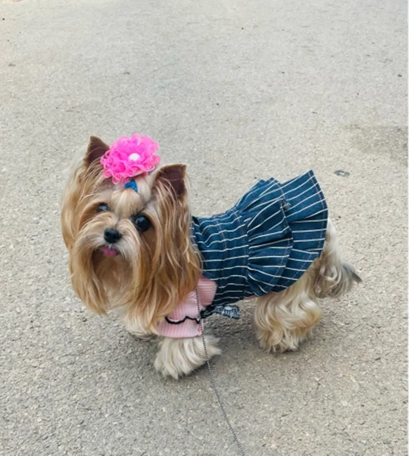 小型犬用デニムスカート、クラシックなペットスカート、子犬の女の子の服、チワワプードルヨークの衣装、小型犬用のサマードレス