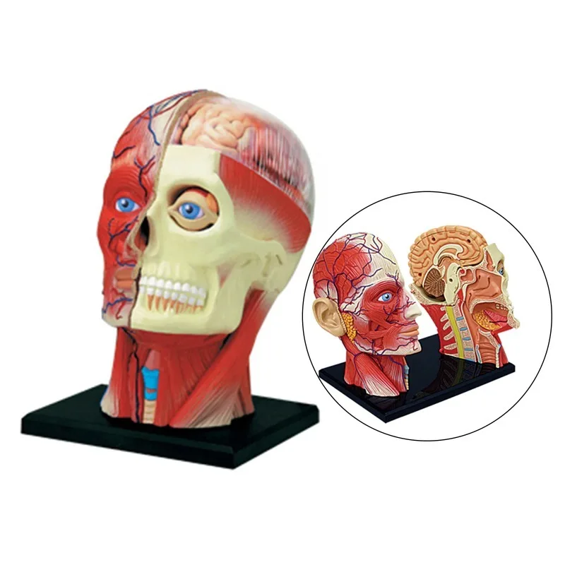 

4D Assembled Human Head Anatomical Medical Science Teaching Anatomy Model Skeleton Teaching Supplies Education Toy
