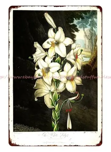 1800s floral art Madonna Lily White Lily Lilium candidum metal tin sign