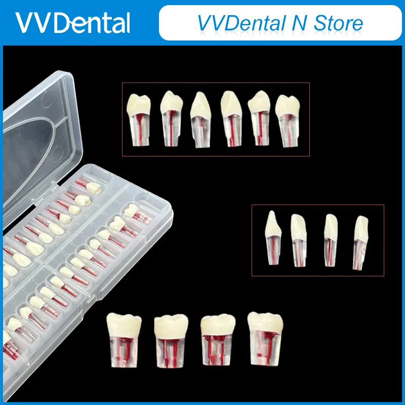 

VVDental 28 шт., модель эндо-зубы из смолы для подготовки к полости, наполнение эндо-милюлопи, исследование полости, полный рот, практика корневых каналов