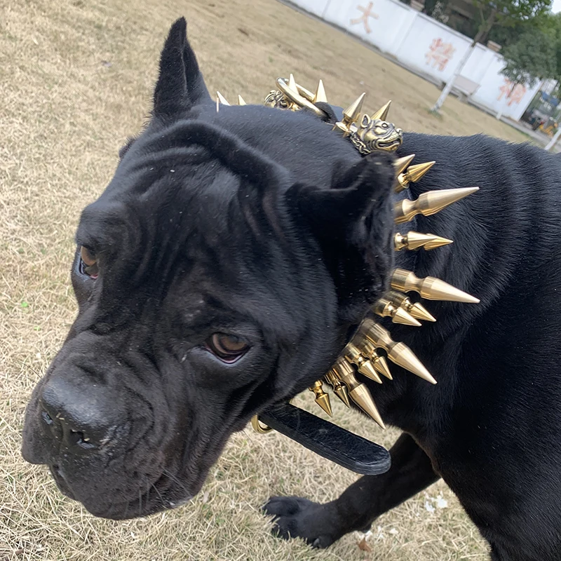 Spike Dog Collar With Brass Bullet Spikes For Large Dogs Custom Leather Spiked Collar Luxury 2 Inch Wide Studded Dog Collars