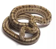 SKYZONE SKY02O FPV Goggles - OLED 640x400 29° FOV, 5.8G 48CH SteadyView, 64GB DVR/Head Tracker