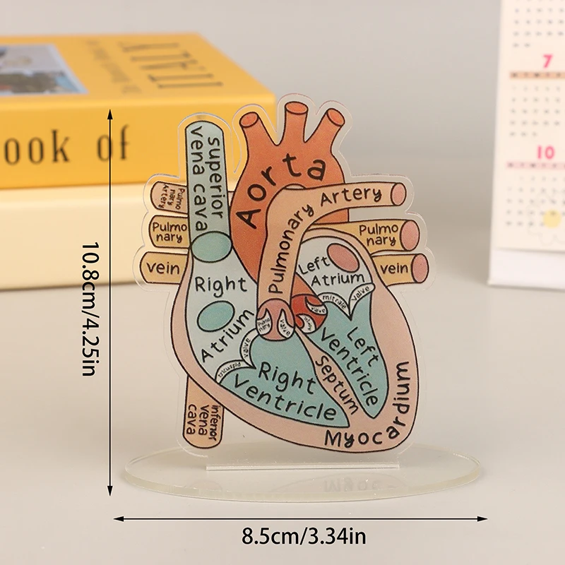 2D Acrylic Heart Anatomy Model - Perfect Educational Tool for Medical and Home Offices