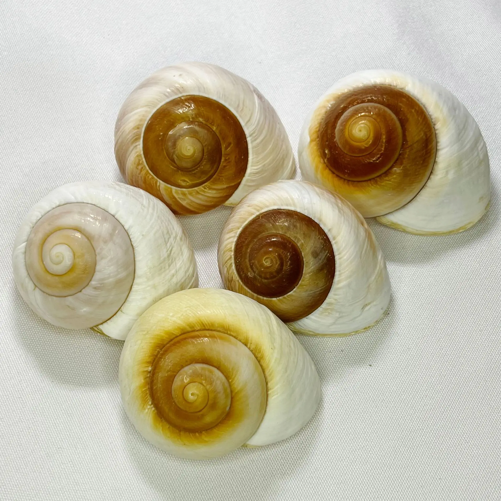 Concha de Bulla natural: caracol de pan, hábitat de cangrejo ermitaño, decoración de acuario, pieza de exhibición marina, artículo de colección de conchas, Ocean Th