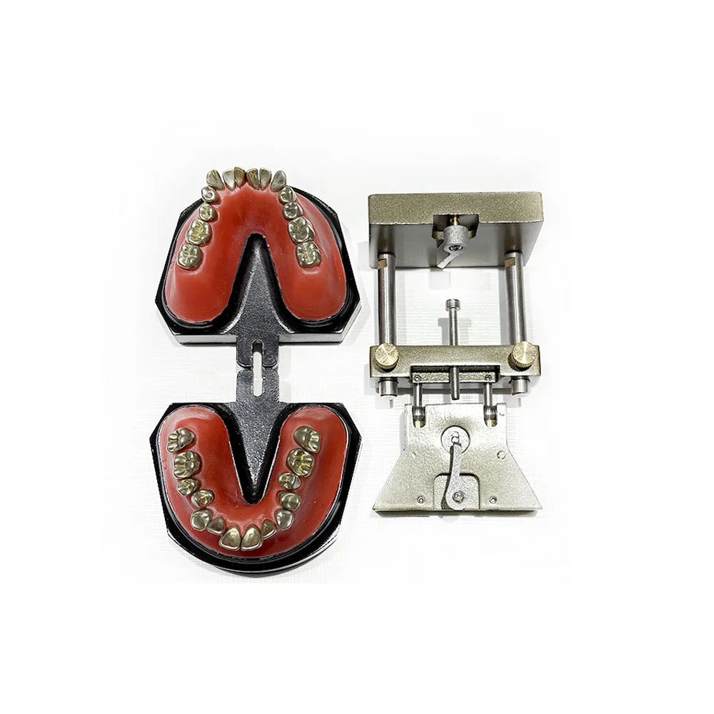 Dental Teaching Model TWax Form Teeth Model Typodont Occluder Dentistry Accessories False Teeth Educational Tools