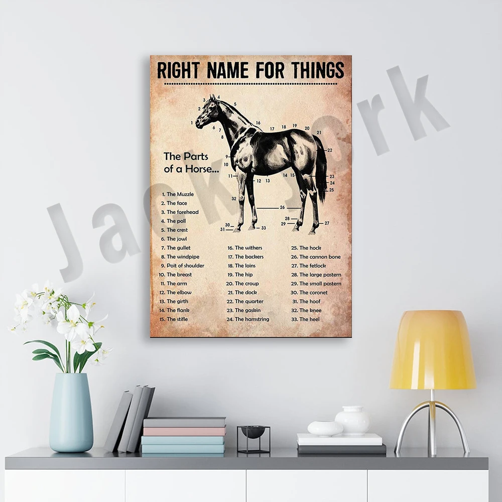 Horse Anatomy, Hors…