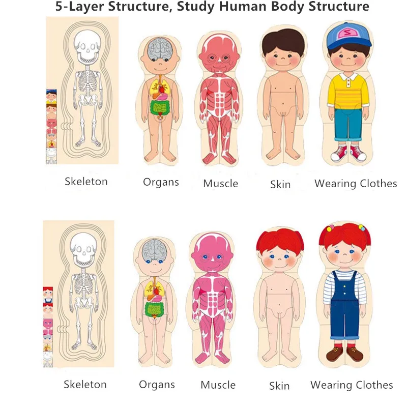 Wooden Human Body Puzzles for Toddlers 28 Piece Anatomy Puzzle Skeleton Human Body for Kids Educational Learning Preschool Toys