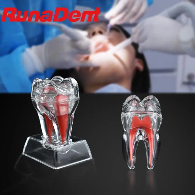 Transparent Dental Anatomical Single Tooth Decomposition Technician Teaching Practice Studying Model