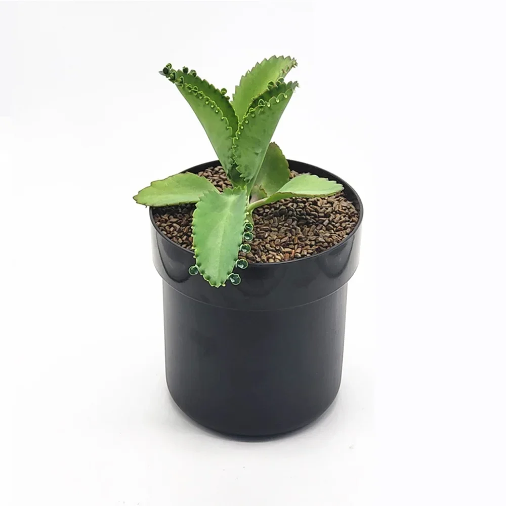 1PC Flowerpot Storage Tank Creative Iron Box with Lock Insurance Password Storage Box Mini Money Storage Organizer Hide Money