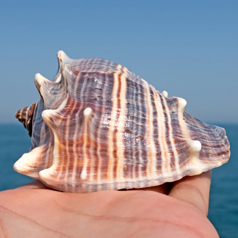 Volema Paradisical R ö ding Natural Conch Fish Tank Home Decoration Decoration Decoration Replacement Shell Specimen Collection