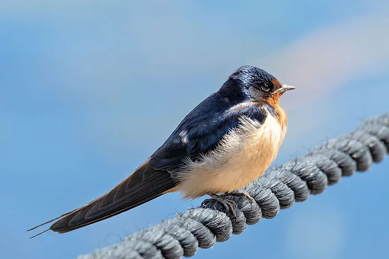 

Flywoo GOKU F405 HD 1S AIO FC (5A, 2,6 г) — сверхлегкий для дронов Micro HD FPV