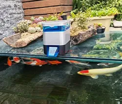 Outdoor fish tank, timed and quantitative automatic feeding device for koi and turtle fish, feeding fish feeder