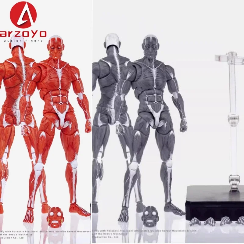 

1/12 модель человеческих мышц, красный, серый цвет, мужской держатель для тела, модель 6 дюймов, экшн-фигурка, модель мышц скелета для коллекции