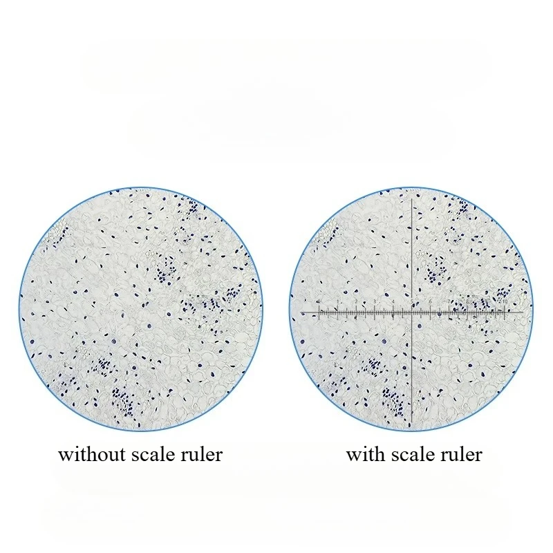 مجهر بيولوجي عدسة واسعة الزاوية WF5X WF10X WF16X WF20X 23.2 مللي متر واجهة مجهر زجاجي بصري ملحق