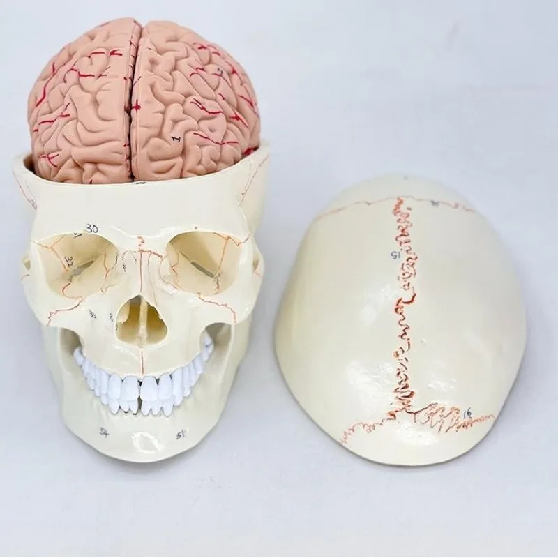 Human Skull Removable Model, Brain Skull Model 1:1 Brain Model