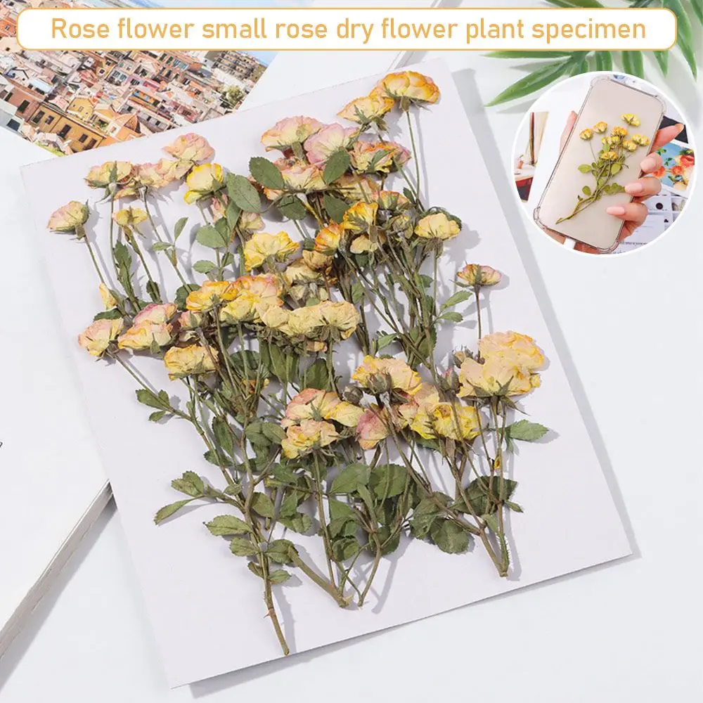 1 pack Natural Dried Flowers Resin Mold Filling Pressed Real Dried Flower Manual Embossed Plant Decoration DIY Crafts Tools