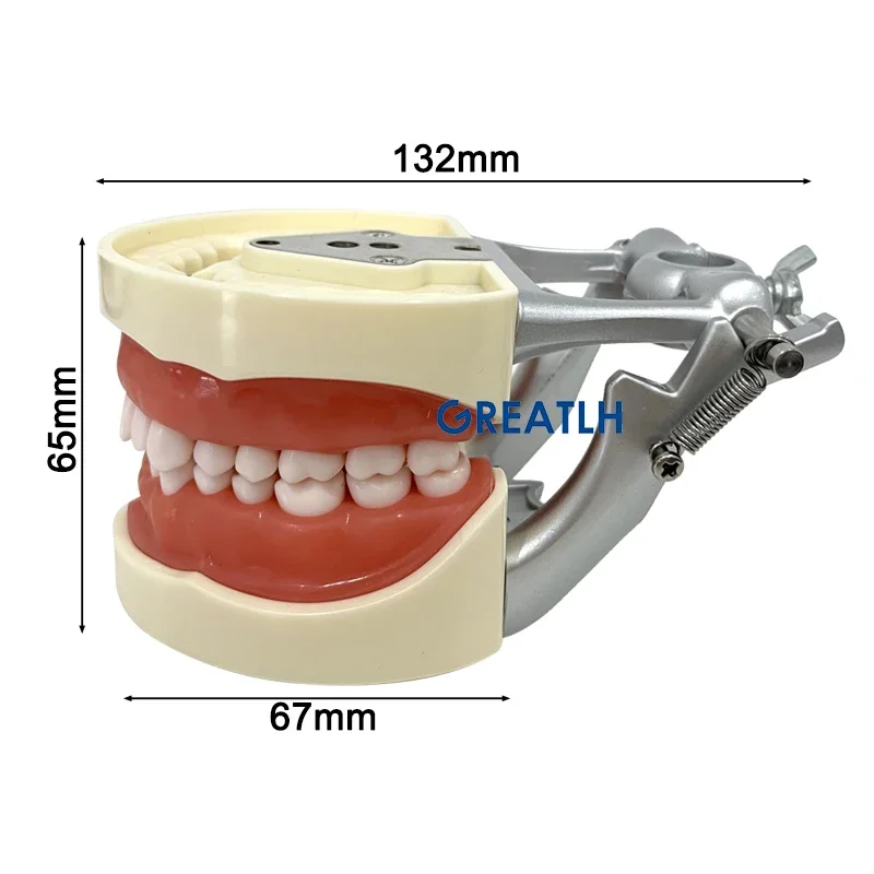 GREATLH Dental 32 denti modello dente rimovibile per la formazione di pratica dentale che studia lo strumento di odontoiatria