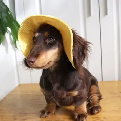 Sombrero solar para perros con orificios para las orejas, ajustable y transpirable