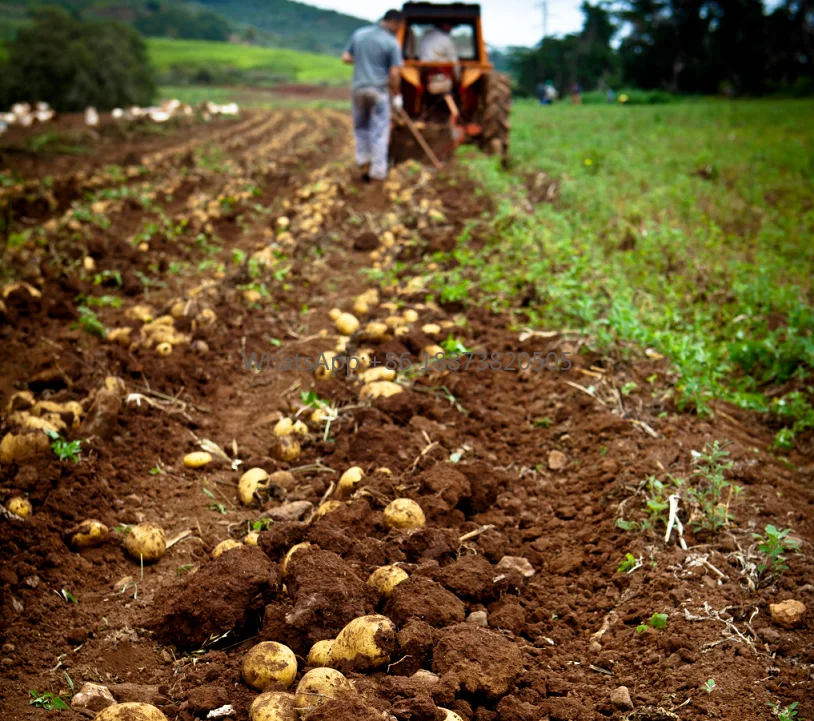 Shidi brand potato Sweet Potato harvester working with 2 wheel Walking tractor