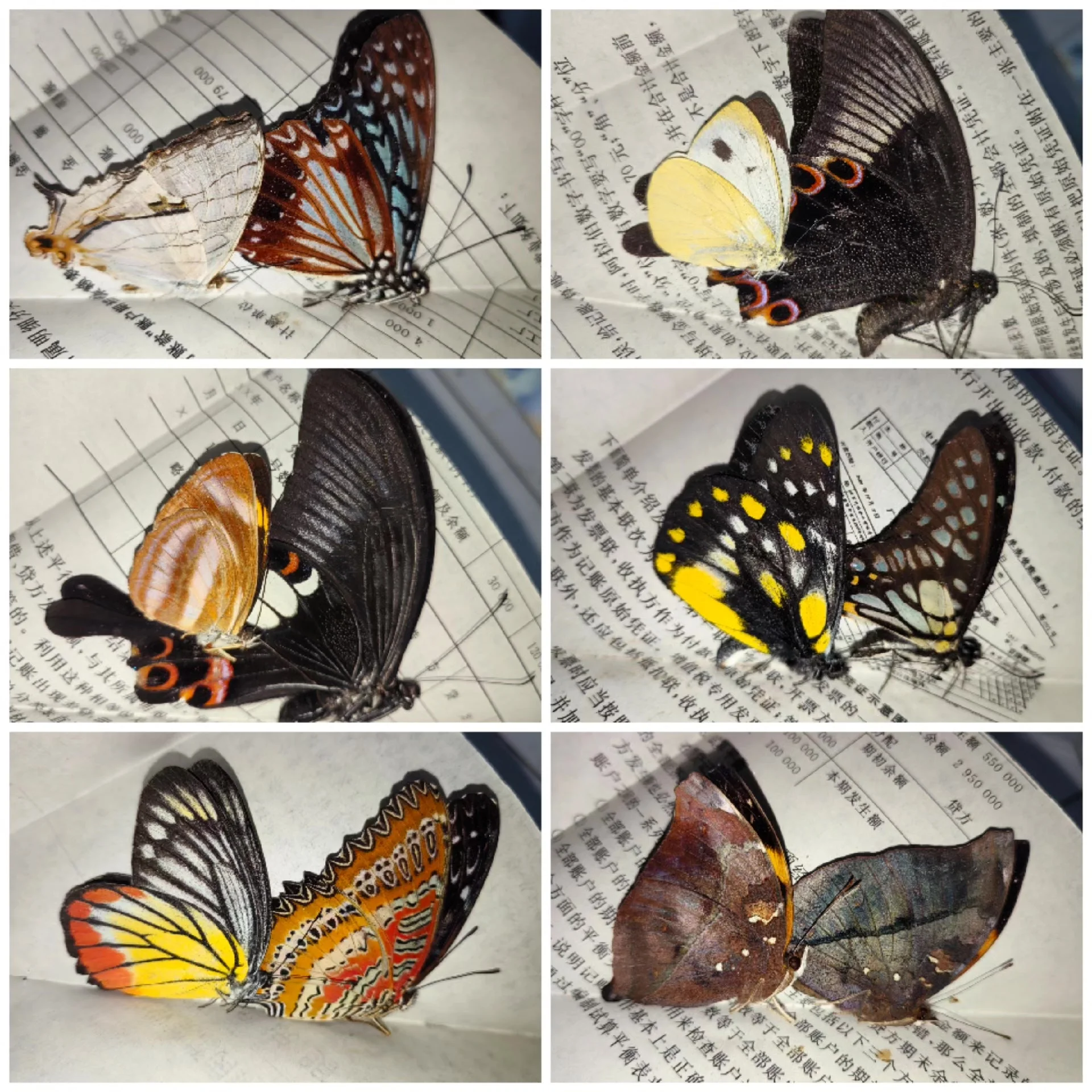 2196 A2 Grade Unspread Butterfly Raw Materials Blind Box for Practice, Mixed Varieties Wholesale, Suitable for Collage Handcraft