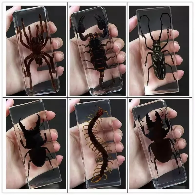 Large Resin Insect Specimen Centipede Epoxy Resin Bug Spiders Beetles Scorpion Specimen Insect Taxidermia Decoration Ornament