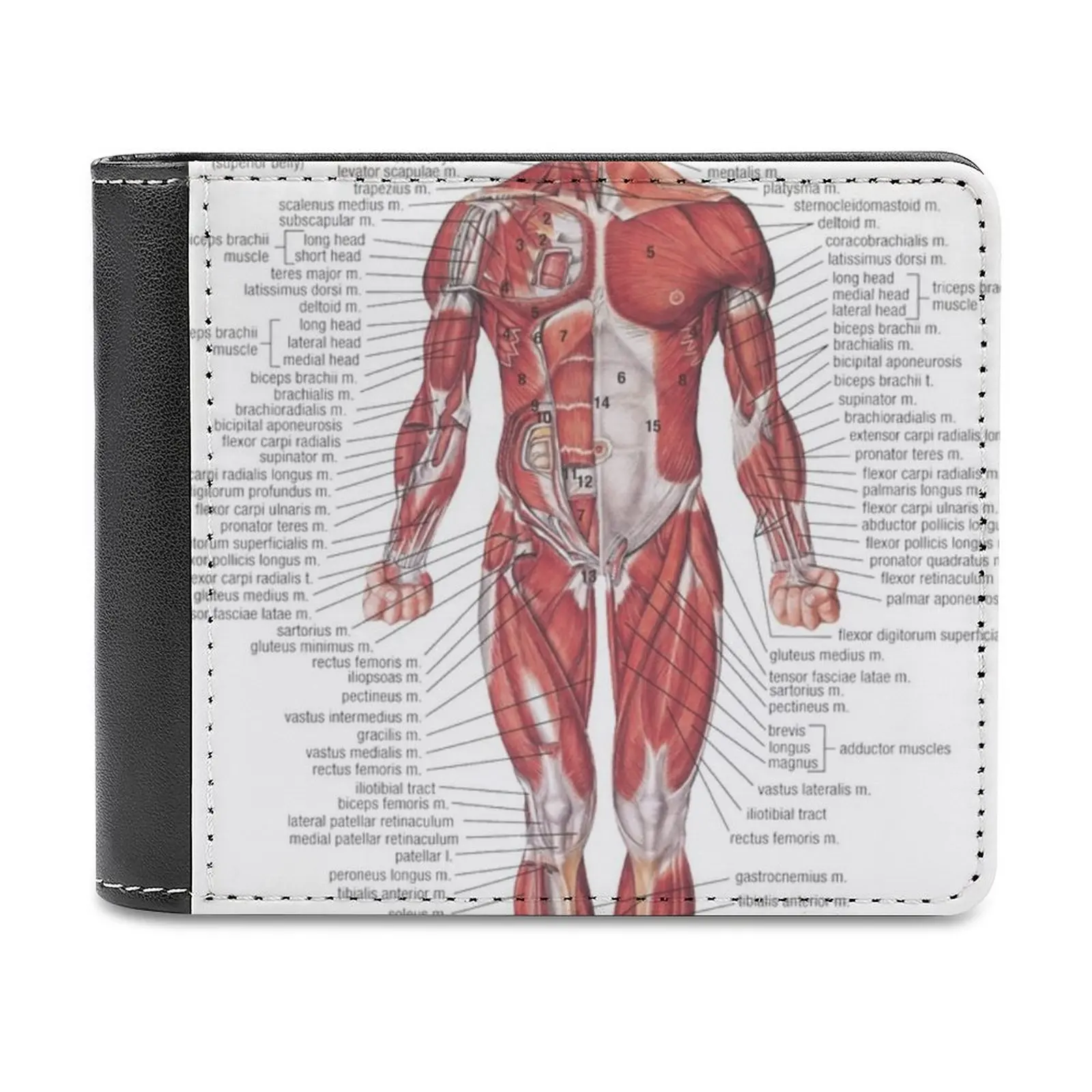 Muscular System Of The Human Body Leather Wallet Credit Card Holder Luxury Wallet Biology Student Medicine Nhs Science Diagram