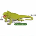 Green Iguana