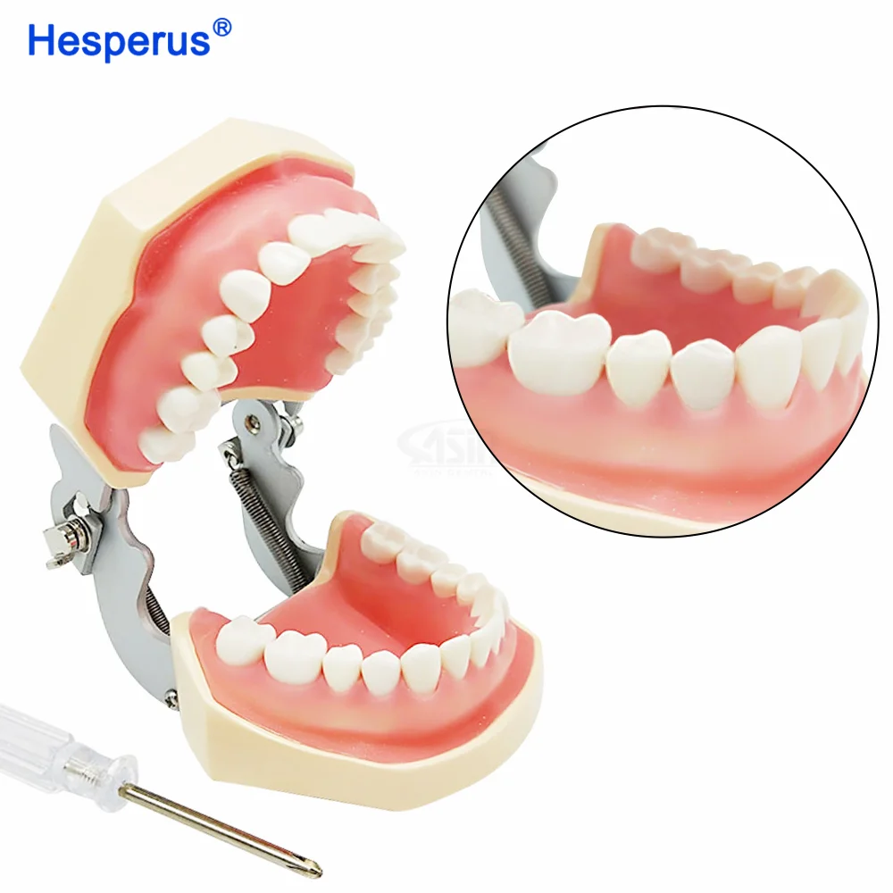 

28/32 Teeth de nt al Resin Model for Adults and Children Manual Removable Training Typodont Teeth Equipment for Dentists Practic