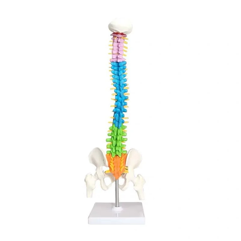 

45 cm color human spine pelvis cervical bone model orthopedic rehabilitation equipment massage bone pain
