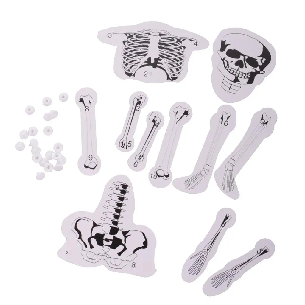 DIY Assembly Skeleton Model Educational Science Kit Human Bone Structure Experiment Toy for Learning