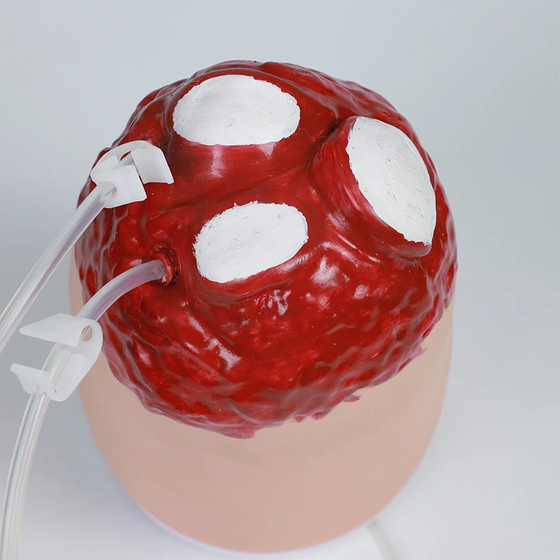 DARHMMY Lower Limb Trauma: Amputation and Haemostasis Model; Haemostasis Training; Prosthetic Mould; First Aid Procedures