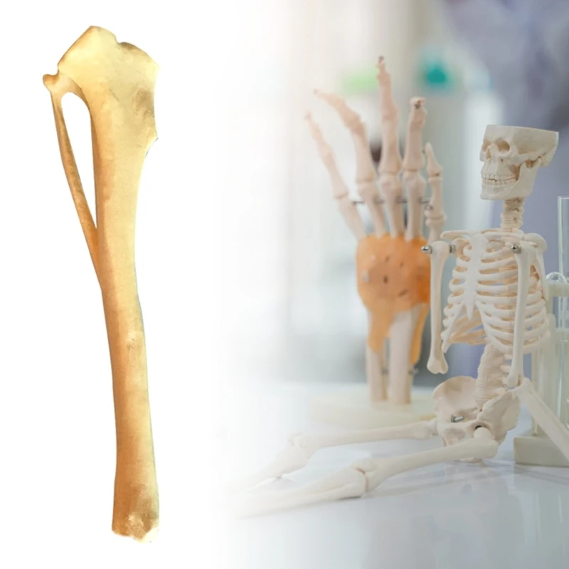 Modelo esquelético tibia anatomía del perro Modelo hueso perro, Modelo esquelético tibia perro