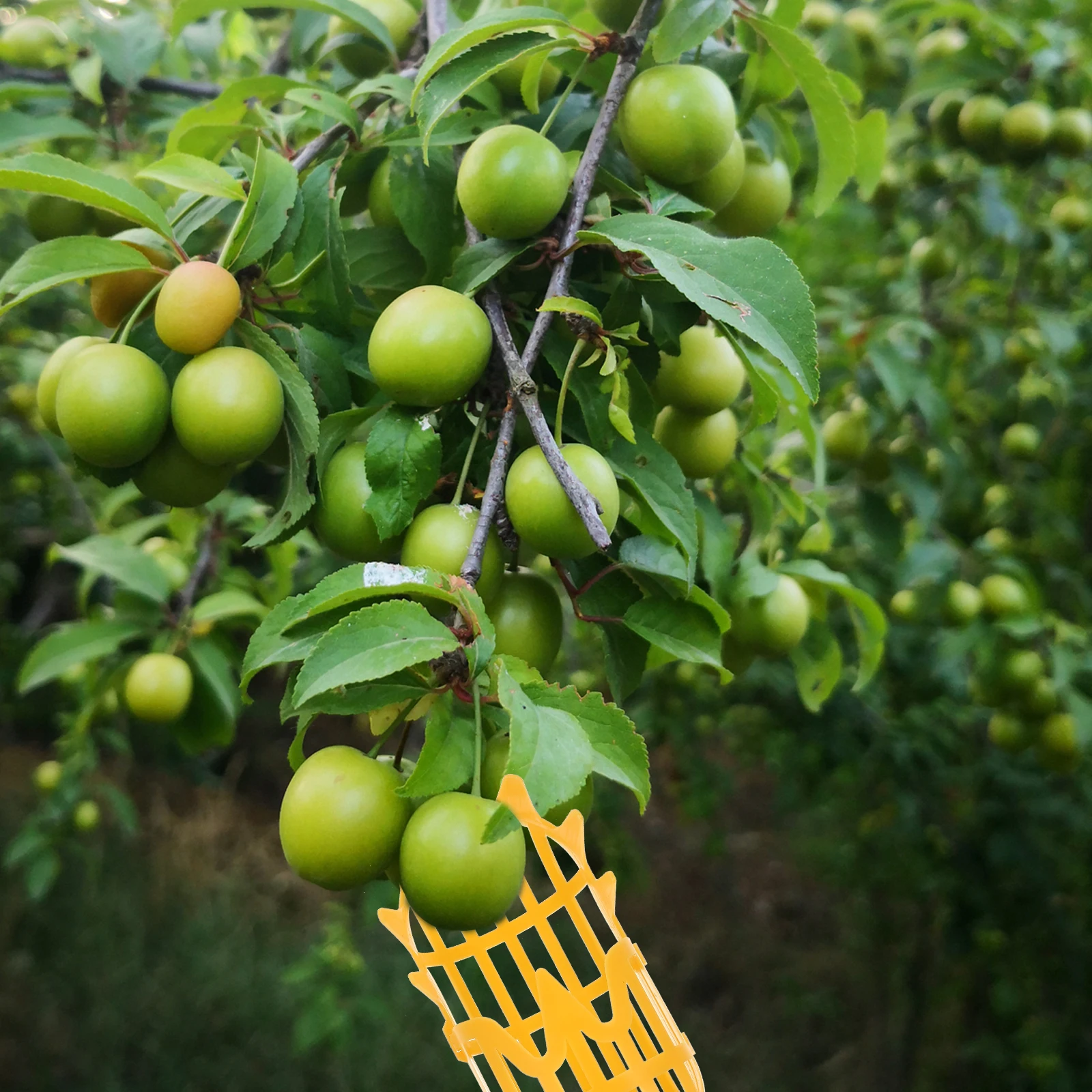 

2pcs Fruit Picker Telescopic Garden Tool for Safe Picking Durable Arbutus Pear Peach Picker with Baskets Jujube Harvesting Tool