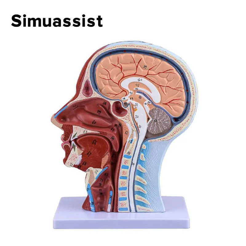 Modelo de músculo Vascular nervioso Superficial de cabeza y cuello, humano, Cráneo con músculo nervios y vasos sanguíneos, suministro de enseñanza