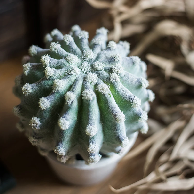 Simulated Cactus Bonsai Series Decoration Multi frumenti Cactus Pillar Cactus Small Variety Nordic Style Desktop Living Room