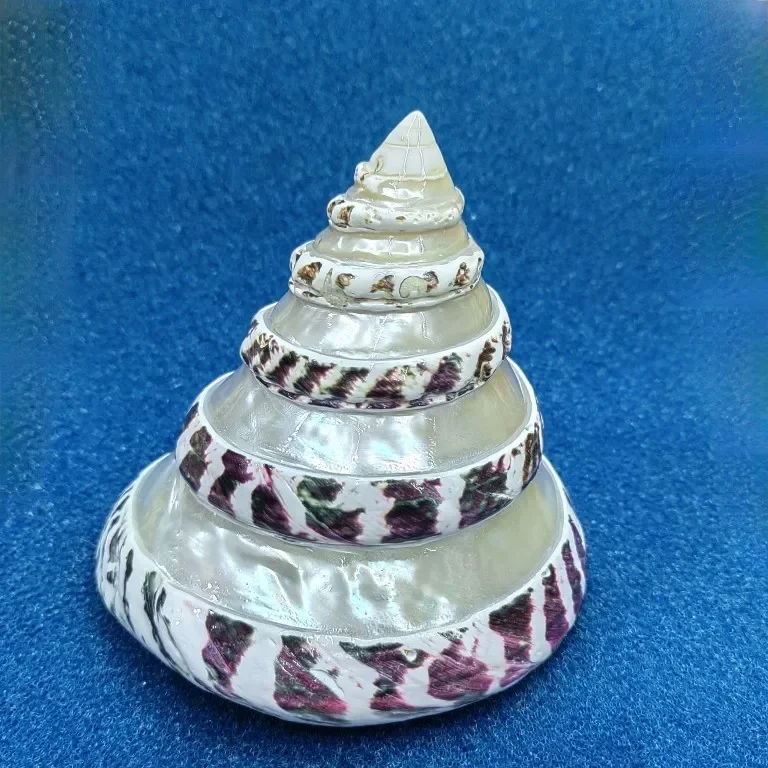 3pcs Natural Large Shell Conch Tower Snail Starfish Specimen Collection Fish Tank Decoration Gift Home Decoration Ocean Decor