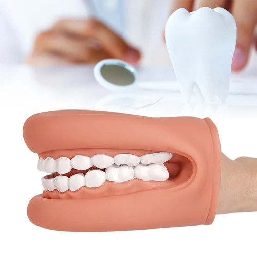 Imagen 2 del producto Modelo Dental, marioneta de mano con lengua para terapia del habla, dentista/modelo de aprendizaje educativo para niños