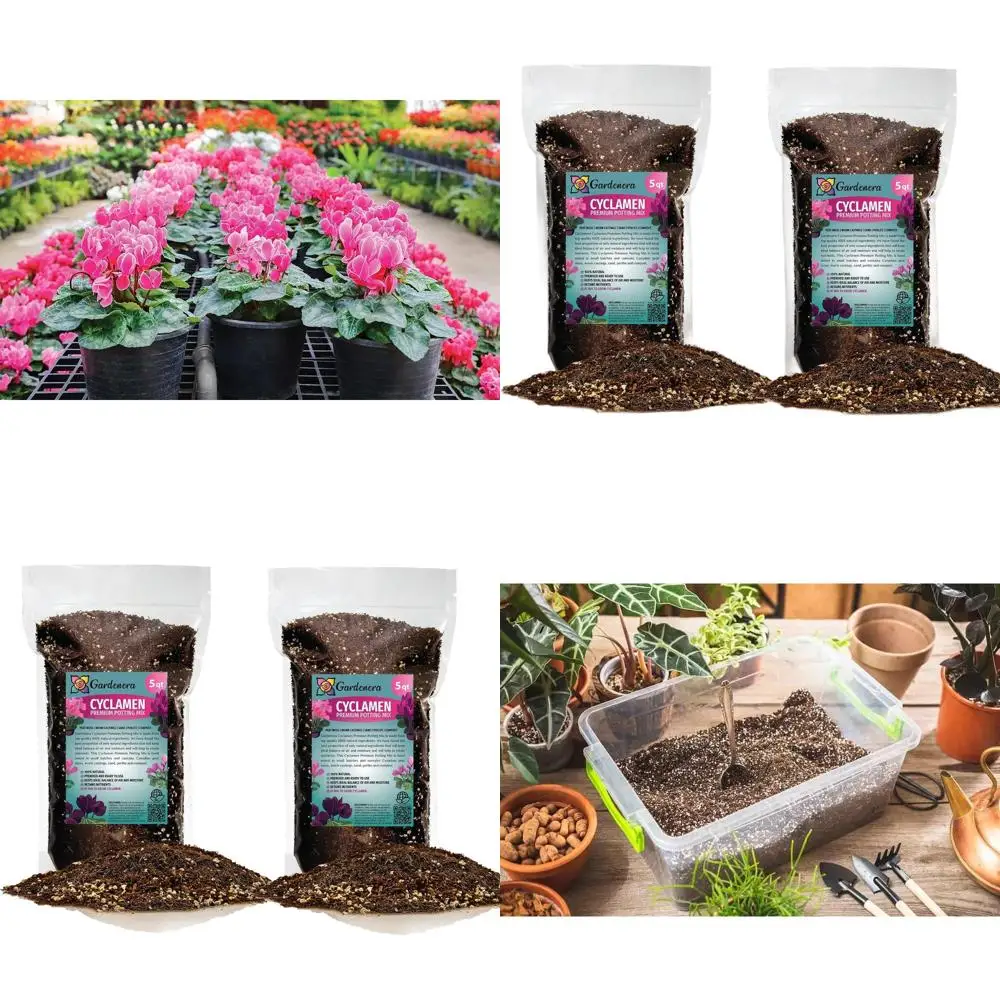

Cyclamen Potting Soil Mix - Nutrient-Rich, Well-Draining, and Aerated for Lush Blooms - 10 Quarts