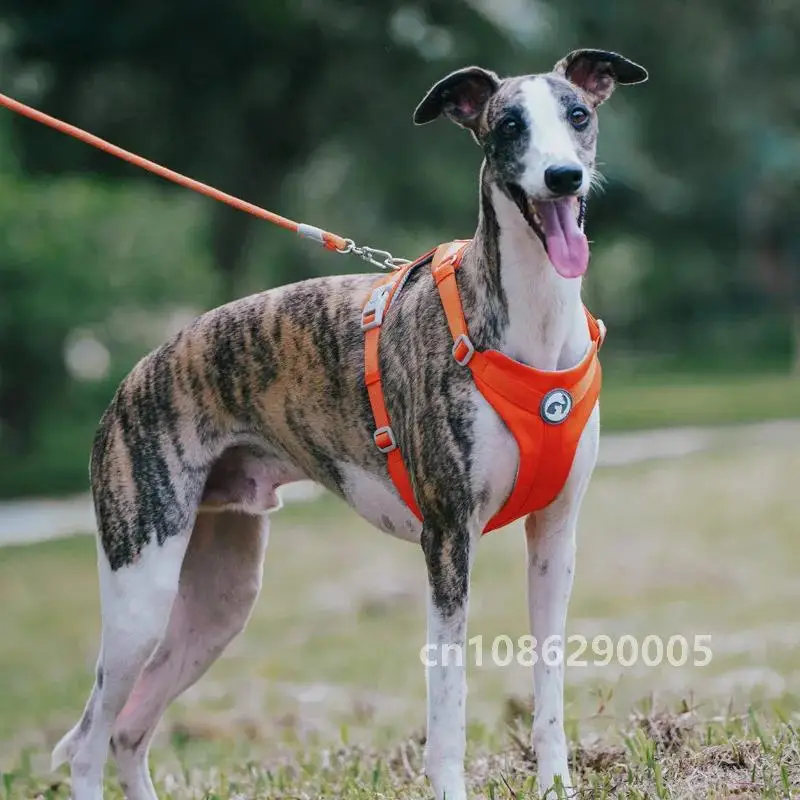 

Противоскользящая шлейка для собак Whippet, легкая шлейка для собак, дышащий и прочный регулируемый жилет для борзых собак среднего размера