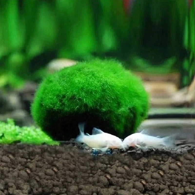 Bolas de musgo Marimo de 3-4 cm, planta de acuario vivo, algas, peces, camarones, adorno de tanque, simulación de bolas de algas verdes, planta Artificial