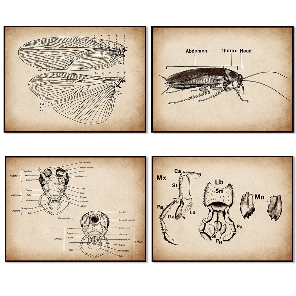 

Vintage Cockroach Anatomy Poster Bug Physiology Art Insect Anatomy Art, Entomology Biology Laboratory Wall Decor Biologist Gift