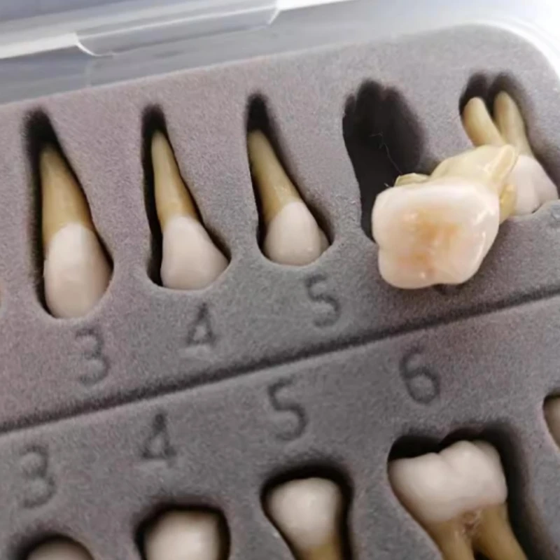 Dental Permanent Teeth Model Simulation Isolated Upper and Lower Full Mouth Tooth Model for Demonstration Teach Study