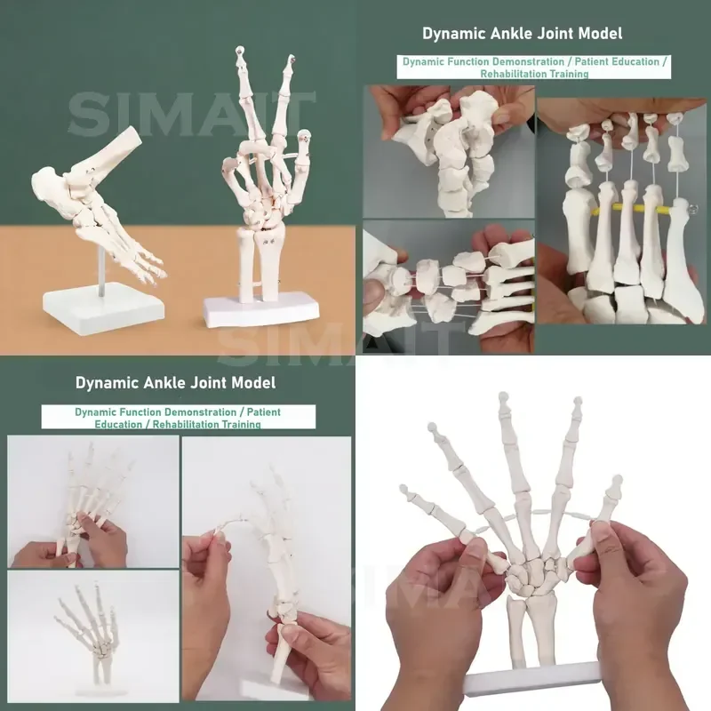 Life Size Hand Bone & Foot Ankle Joint Skeleton Replica, Anatomical Study Display Model for School