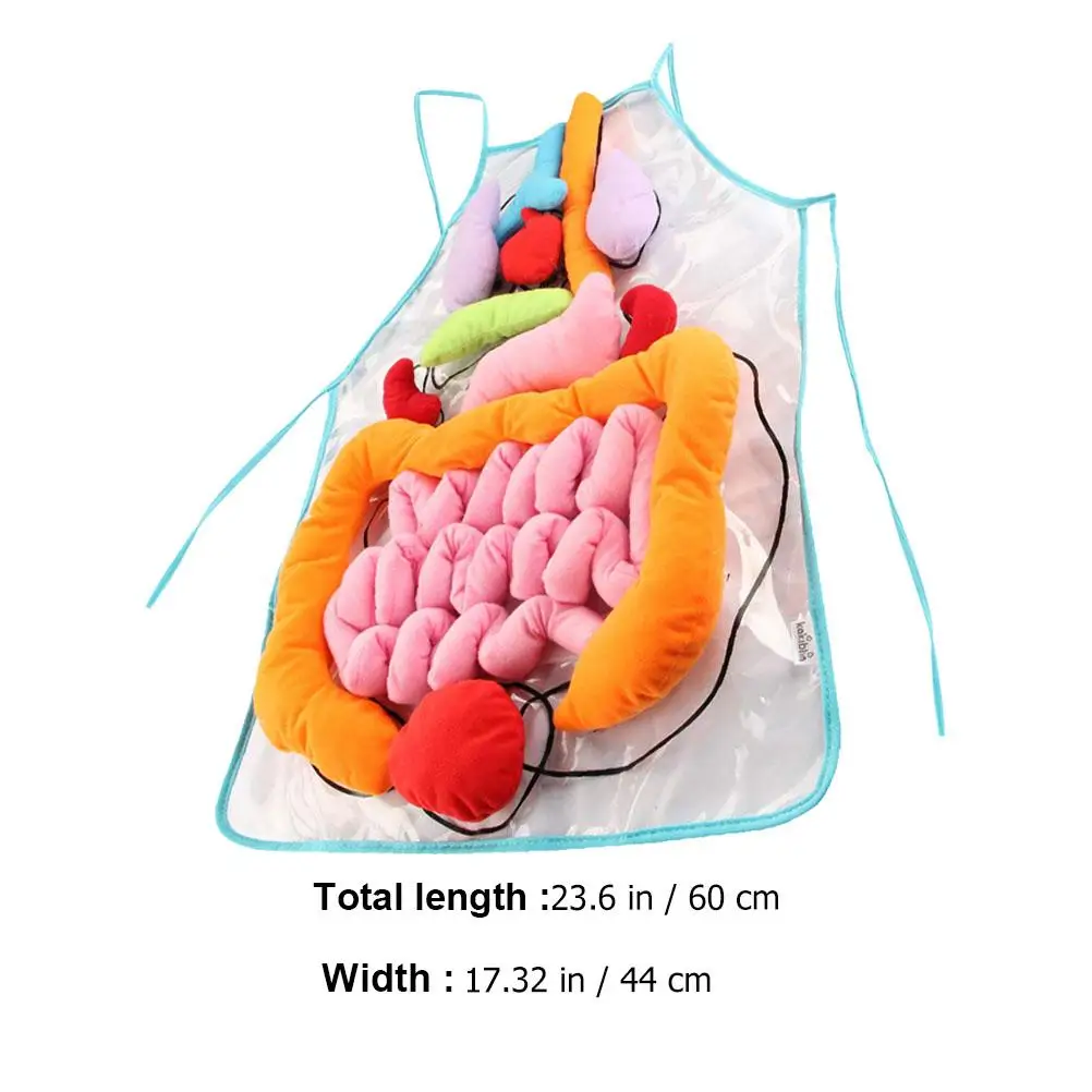 1 conjunto de avental educacional para gans humanos, ferramenta de ensino para crianças, modelo de anatomia corporal, material de poliéster, blocos técnicos de construção