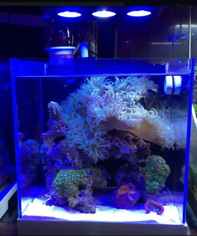 

Premium Marine Aquarium LED Lighting System - High Quality Coral Growth Lamp