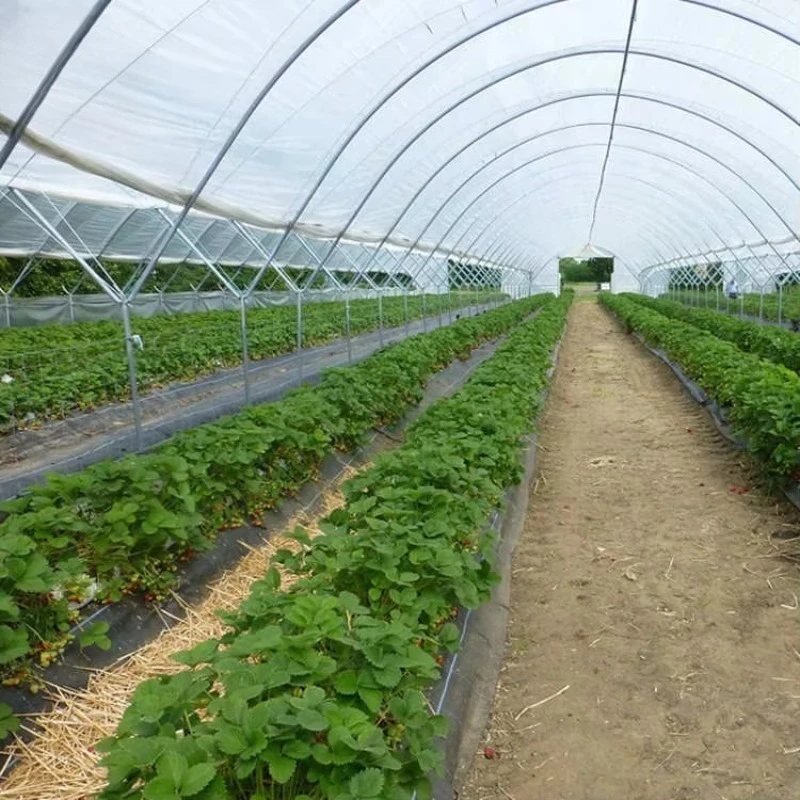 เรือนกระจกใหม่เอี่ยมคุณภาพสูง