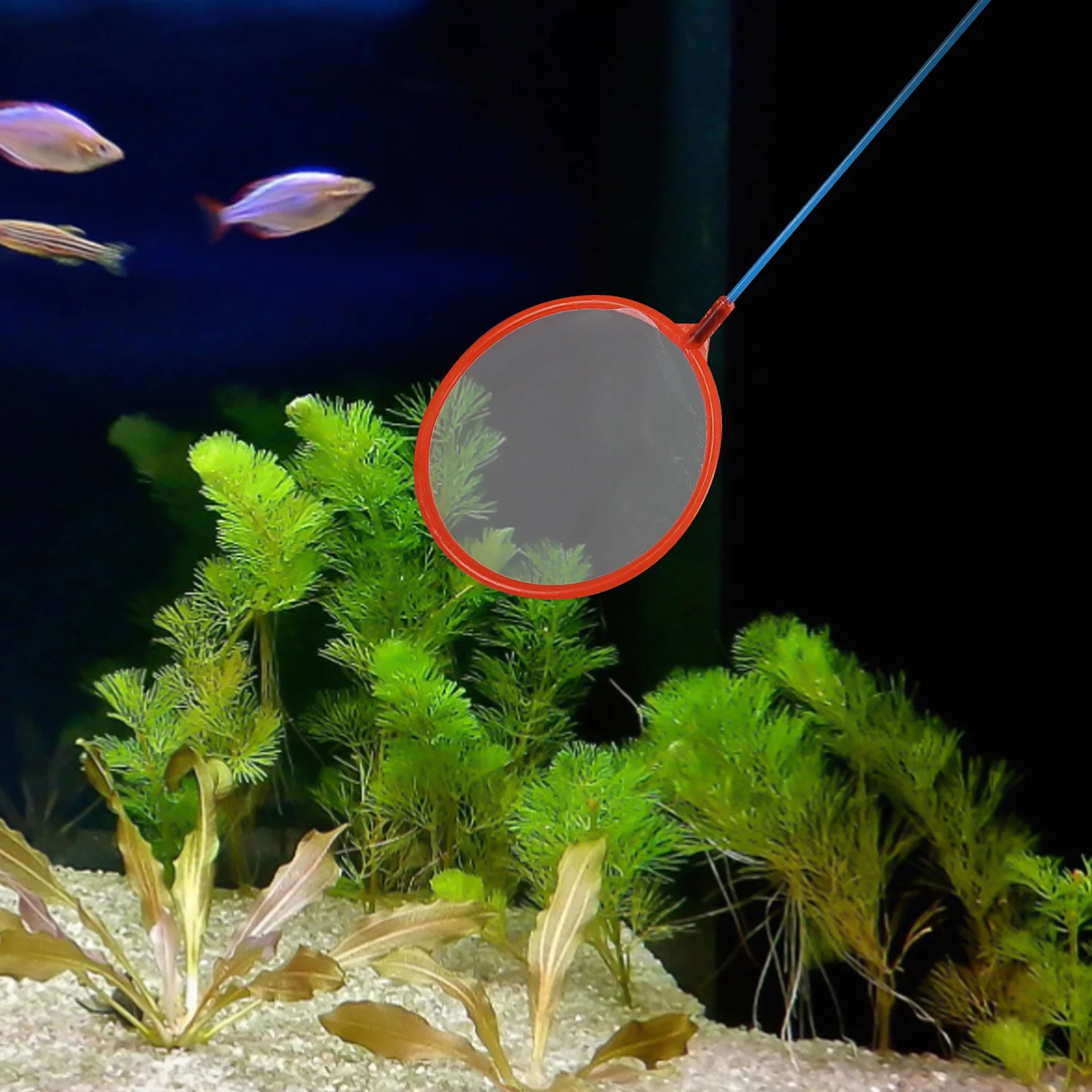 

10pcs Small Fishing For Aquarium Tank Shrimp Nets Portable Landing Tool With Handle Fine Mesh Durable Fish Net Fish Tank Net