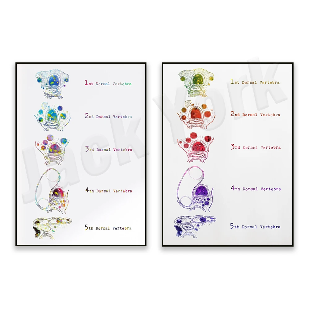 Pulmonology poster with cross section of trachea, medical scientific watercolor print